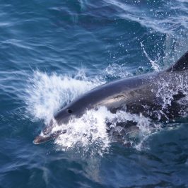 Dolphin