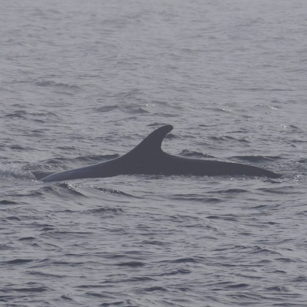 a man riding a wave on a surfboard in the water