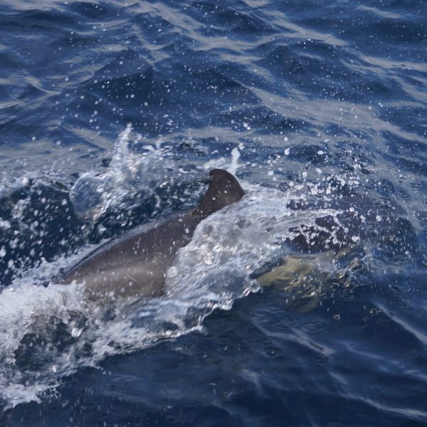 dolphin