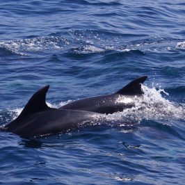 an animal swimming in the water