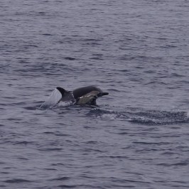 Dolphin