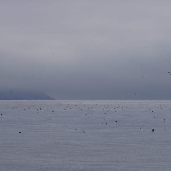 a flock of birds flying over a body of water