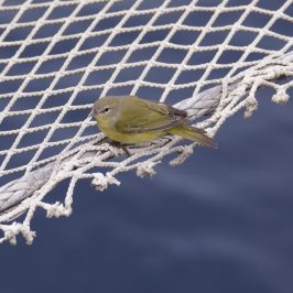 a bird sitting on a branch