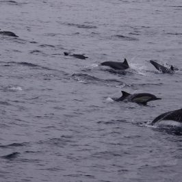 a dolphin swimming in a body of water