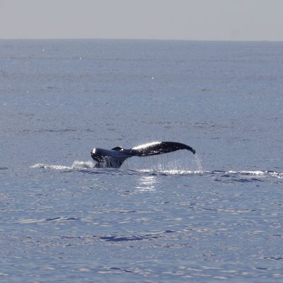 Humpback Whale