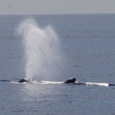 Humpback Whale