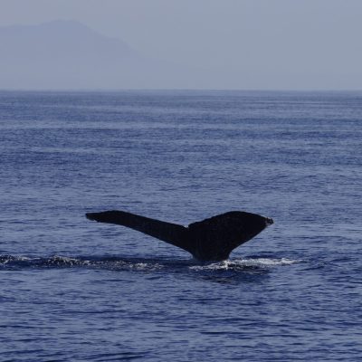 Humpback Whale