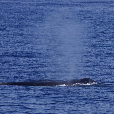 Humpback Whale
