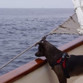 a boat with a dog in a body of water