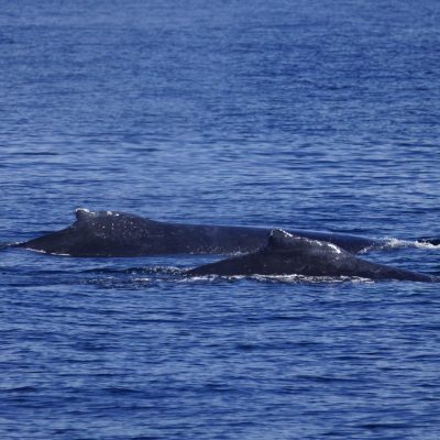 Humpback Whales