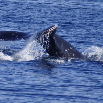 Humpback Whale
