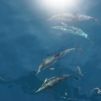 Dolphins