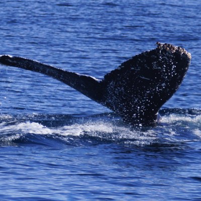Humpback Whale