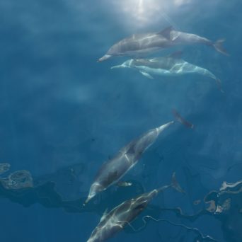 Dolphins