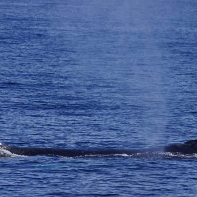 Humpback Whale