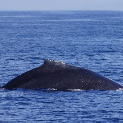 Humpback Whale