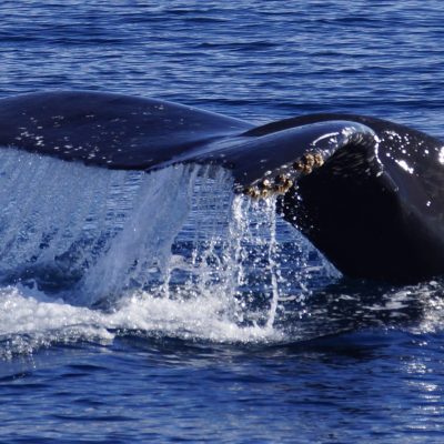 Humpback Whale