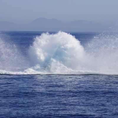 Humpback Whale