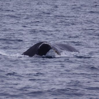 Humpback whale