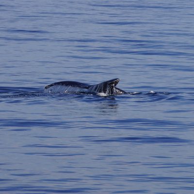 Humpback Whale