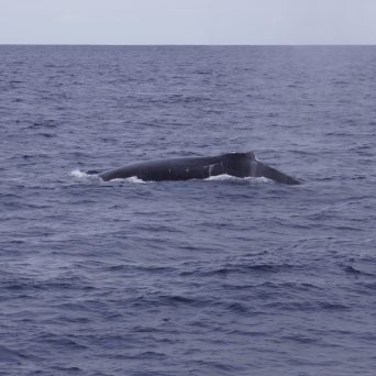 Humpback Whale