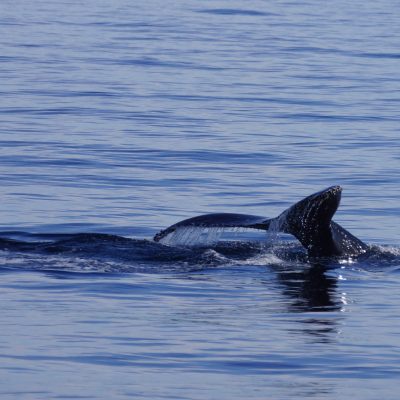 Humpback Whale