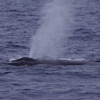 Whale blow