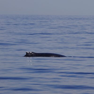 Humpback Whale