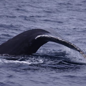 Humpback Whale