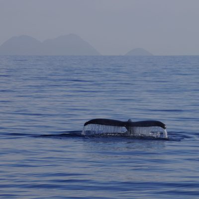 Humpback Whale
