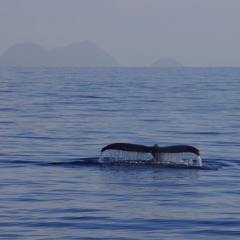 Humpback whale