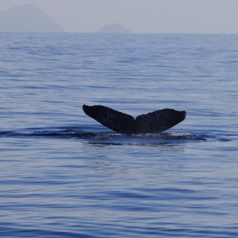 Humpback whale
