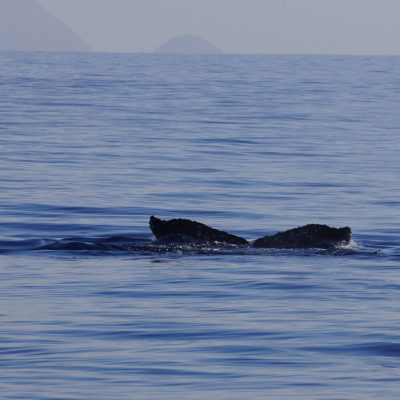 Humpback Whale