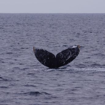 Humpback Whale tale