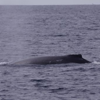 Humpback