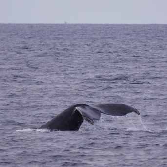 Humpback tale
