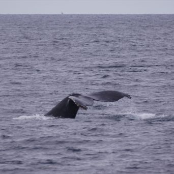 Humpback Whale
