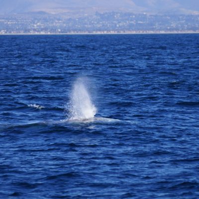 Gray Whale