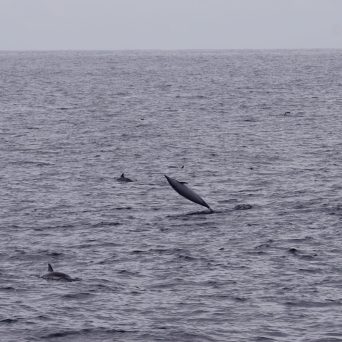 a bird flying over a body of water
