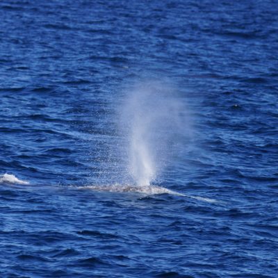 Gray Whale