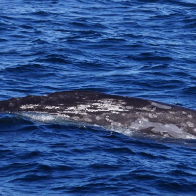 Gray Whale