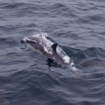 Dolphin