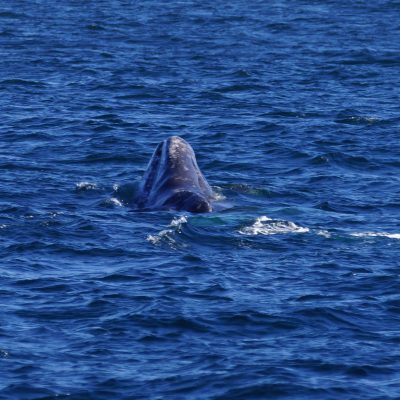 Gray Whale