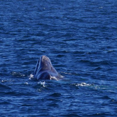 Gray Whale