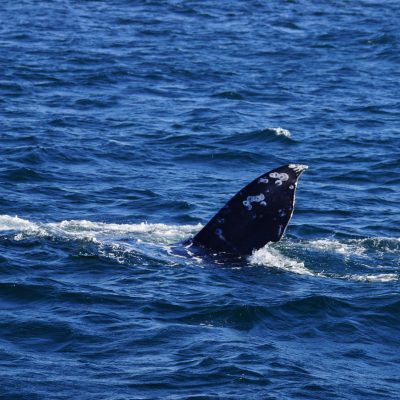 Gray Whale