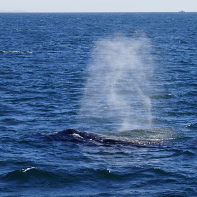 Gray Whale