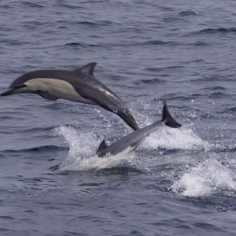 Dolphin
