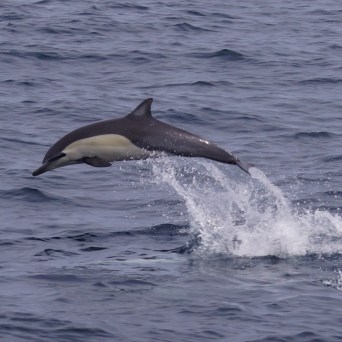 a dolphin jumping out of the water