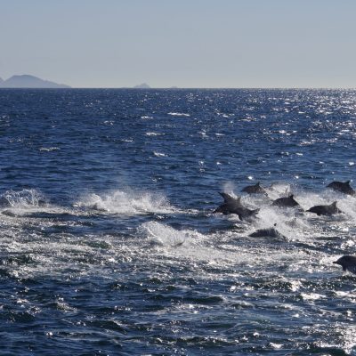 Dolphins