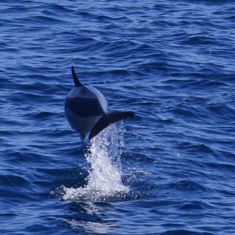 Dolphin